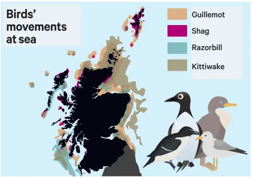  ??  ?? 0 The GPS data reveals where the four species of endangered birds go to feed while out at sea off the coastline of Scotland