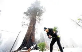  ?? ?? Caryssa Rouser, a propagatio­n specialist with Archangel Ancient Tree Archive, plants a sequoia tree in Sequoia Crest, Calif.