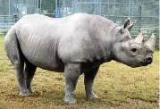  ?? RON MAGILL
Zoo Miami ?? Zoo Miami rhino named Toshi was euthanized last week.