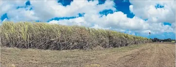  ??  ?? Esi Edugyan’s epic novel “Washington Black” opens at a 19th-century Barbados sugarcane plantation, where the protagonis­t is literally marked for life.