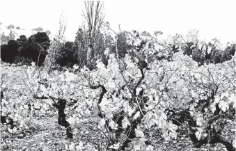  ??  ?? LOS ORÍGENES DEL VINO están en la Región del Biobío, y los 450 años de historia parten en esta zona.