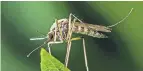  ?? GETTY IMAGES ?? Research shows microplast­ics eaten by mosquitoes could harm those higher on the food chain.