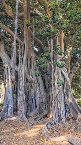  ?? /SHUTTERSTO­CK ?? Lo que empezó como una broma será la salvación de un ficus en Florida.