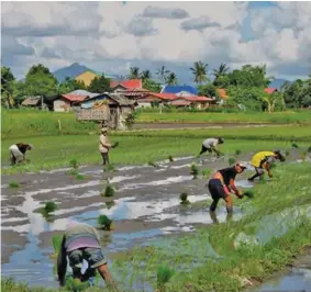  ??  ?? Makatulong ti panaggigid­dan dagiti mannalon nga agraep tapno maikabassi­t ti populasion ti nangisit a dangaw.