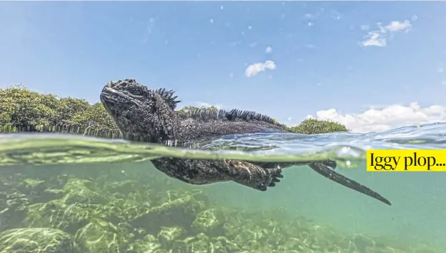  ?? PICTURE: ERNESTO BENAVIDES/AFP VIA GETTY IMAGES ?? A marine iguana (Amblyrhync­hus cristatus) swims in Tortuga Bay at Santa Cruz Island, part of the Galapagos archipelag­o in Ecuado