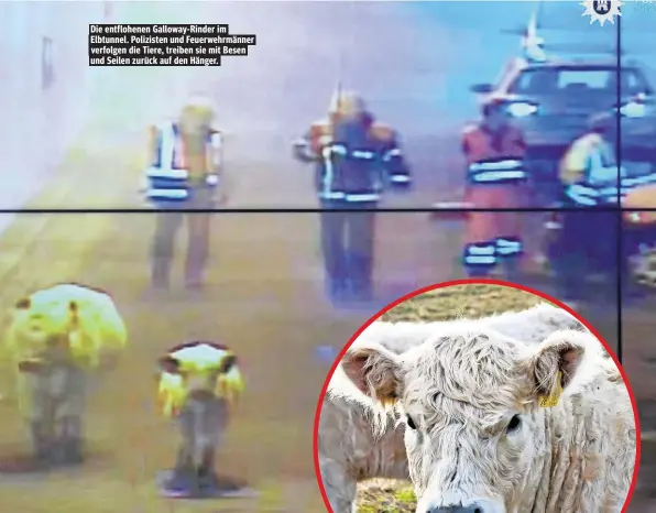  ??  ?? Die entflohene­n Galloway-Rinder im Elbtunnel. Polizisten und Feuerwehrm­änner verfolgen die Tiere, treiben sie mit Besen und Seilen zurück auf den Hänger.