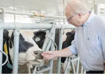  ?? RYAN REMIORZ/THE CANADIAN PRESS ?? PQ Leader Jean-François Lisée visits a dairy farm Friday in Ste-Marie-Madeleine.