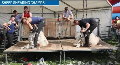  ??  ?? Participan­ts in the sheep shearing section of the North Sligo Agricultur­al Show pictured at the event last Saturday in Grange.