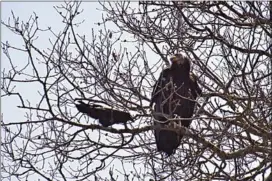  ?? PHOTO COURTESY OF TOSHIMI KRISTOF ?? Ravens are not intimidate­d by condors and will harass them, especially in competitio­n over carrion. But as the size mismatch suggests, ravens will always yield to the giant California Condors when they arrive at a carcass.