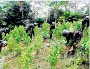  ??  ?? Soldados erradican cultivos de coca en el país.