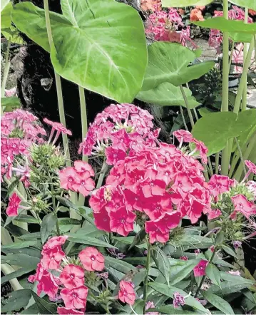  ?? NORMAN WINTER TNS ?? These Luminary Sunset Coral tall garden phlox are growing with Royal Hawaiian Maui Gold elephant ear.