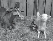  ?? CONTRIBUTE­D PHOTO BY HELEN COMER ?? Lolli the goat, learns to walk with her new prosthetic legs at her home the Gentle Barn on Thursday as her mom Minnie Mae watches her.