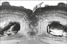  ??  ?? THIS 2016 PHOTO SHOWS A CROSS SECTION of the medial suture, where two halves of the diabolical ironclad beetle’s elytra meet, shows the puzzle piece configurat­ion that’s among the keys to the insect’s incredible durability.