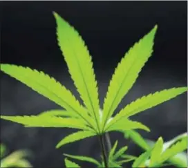  ?? ASSOCIATED PRESS ?? A grow light shines through the leaves of a cannabis Lights grow facility in Denver, Colo., in 2014. plant at Northern