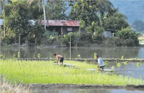  ??  ?? File photo of padi farmers in Sabah transplant­ing rice seedlings. — Bernama photo