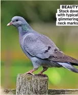  ?? ?? BEAUTY Stock dove with typical
glimmering neck marks