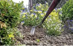  ??  ?? When gardening, Scott is hardly ever without her trusty ‘‘swoe’’. ‘‘I can use this to dig in, hoe and chop things up and, when I see a weed, I scoop it up and flick it out,’’ she says.