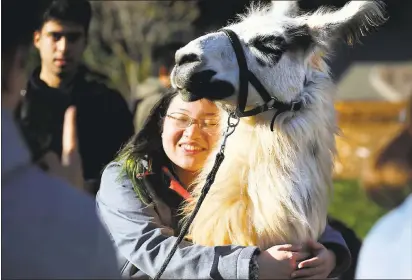  ?? LAURA A. ODA — STAFF PHOTOGRAPH­ER ?? Linda Liu gives a big, soft hug to Tombo the llama in Memorial Grove on the UC Berkeley campus on Monday. This is the seventh semester that the Associated Students brought the llamas to the campus during “dead week,” the week before finals, to help...