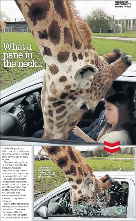  ??  ?? DANGEROUS Car’s window shatters over the inquisitiv­e giraffe at safari park WINDOW OF OPPORTUNIT­Y Hunting for food