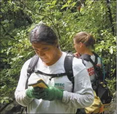  ?? MISC file photo ?? Imi Nelson, crew leader with the MISC miconia crew, checks his GPS unit to ensure they are in the correct place. The miconia crew spends days hiking through the forest above and below Hana Highway searching for and removing miconia plants.