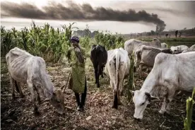 ??  ?? A huge expansion of farming in Nigeria has cut access to grazing land for nomadic herders and fuelled violence. Photograph: Luis Tato/AFP/Getty