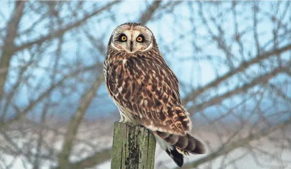  ?? JIM MCCORMAC/SPECIAL TO THE DISPATCH ?? A short-eared owl