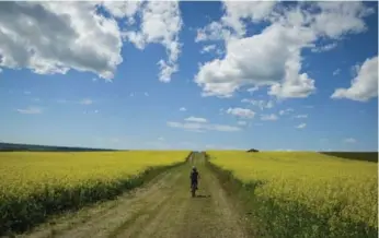  ?? JEFF MCINTOSH/THE CANADIAN PRESS FILE PHOTO ?? Canadian scientists invented canola in 1974 by breeding out undesirabl­e traits from the rapeseed plant.