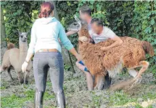  ?? FOTO: ANNETTE RÖSLER ?? Um die Lamas einzufange­n, braucht es viel Kraft.