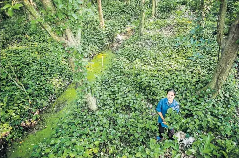  ??  ?? Ubon Sriratanap­itak, who grows organic limes and vegetables in Klong Jinda, is working with the Green Net Foundation along with other growers and farmers to establish a local seed bank.