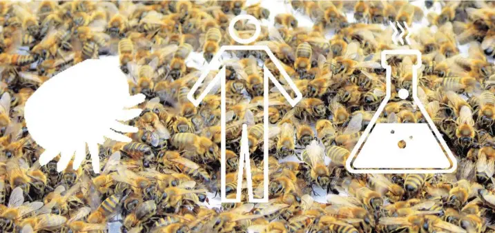  ?? Fotos/Montage: Lea Thies (5), Kindergart­en Attenhause­n, dpa, Fotolia ?? Die Milbe, der Mensch, das Gift – das sind die Hauptprobl­eme der Honigbiene­n.