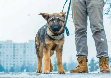  ?? DREAMSTIME ?? If your dog resists walking on a leash, use a clicker to mark correct behavior, followed by a treat. As your dog acknowledg­es what the clicker means, they will focus on you.