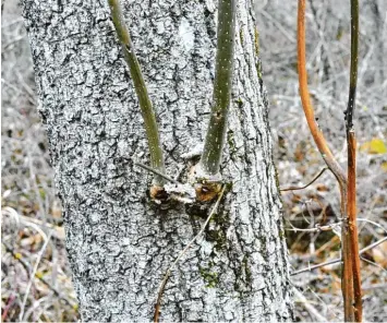  ?? Fotos: Fabian Kluge ?? Die gesunden Triebe (links im Bild) haben noch eine gesunde grüne Farbe. Die Zweige rechts sind bereits vom Pilz befallen und weisen daher eine kranke, braune Färbung auf.