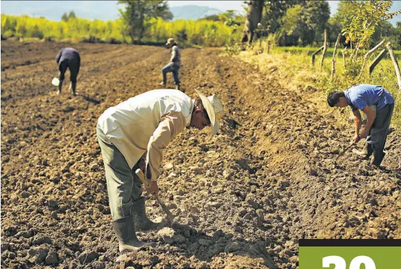  ??  ?? Siembra. Agricultor­es resienten que tienen que enfrentar aumentos en los costos de producción, como el aumento del salario mínimo, que subió de $118.20 a $200, cuando el rendimient­o de los cultivos es bajo.