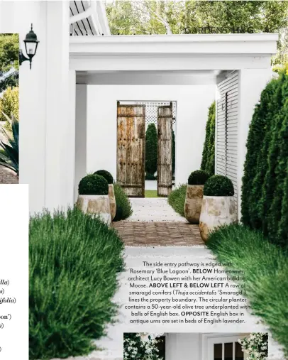  ??  ?? The side entry pathway is edged with Rosemary ‘Blue Lagoon’. BELOW Homeowner, architect Lucy Bowen with her American bulldog, Moose. ABOVE LEFT & BELOW LEFT A row of smaragd conifers ( Thuja occidental­is ‘Smaragd’) lines the property boundary. The circular planter contains a 50-year-old olive tree underplant­ed with balls of English box. OPPOSITE English box in antique urns are set in beds of English lavender.