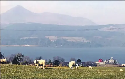  ?? Photograph: Dougie Robertson. ?? Pregnant sheep are particular­ly vulnerable at this time of year.