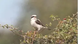  ??  ?? Lesser Grey Shrike