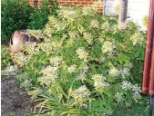  ?? ?? Hydrangea quercifoli­a includes the Pee Wee (oakleaf hydrangea).