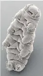  ?? PRESS
THE ASSOCIATED ?? Scientists found the DNA of a tardigrade like this in Antarctica’s Lake Vostok.