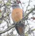  ??  ?? A fan-tailed cuckoo