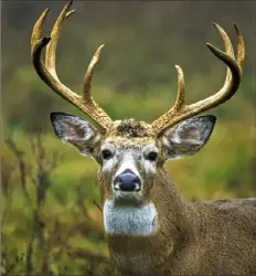  ?? Pennsylvan­ia Game Commission ?? While Pennsylvan­ia bucks are living longer and growing bigger racks, 10% more were harvested in the 2019-20 seasons.