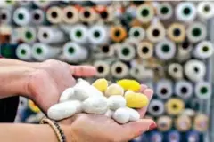  ?? AFP ?? A woman shows silk cocoons at a silk fabric factory in Soufli.