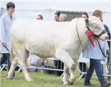  ??  ?? In the ring Pamela Nicol from Glenisla with the champion two-year-old shorthorn bull