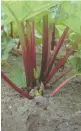  ?? ?? Rhubarb, like this Canada Red plant, shouldn’t be harvested immediatel­y.