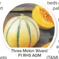  ??  ?? Three Melon ‘Alvaro’ F1 RHS AGM