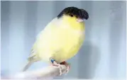  ??  ?? FRINGE BENEFITS: A crested gloster consort canary was bred to be small, short and stubby no longer than 12cm.