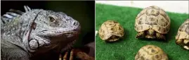  ?? (Photos Jean-François Ottonello) ?? Parmi les animaux récupérés par le Jardin animalier de Monaco, on retrouve un caméléon casqué du Yémen (saisi en ), des tortues grecques saisies à l’aéroport de Nice, un iguane vert et un serpent des blés abandonnés par des particulie­rs.