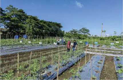  ?? PIA PHOTO ?? ■ Butuan’s Agriboost program has succeeded in increasing vegetable production in the city. to improve the nutrition intake of city residents.