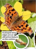 ??  ?? Scalloped wing edges are an a ractive feature on the comma