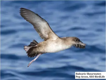  ??  ?? Balearic Shearwater. Pep Arcos, SEO BirdLife