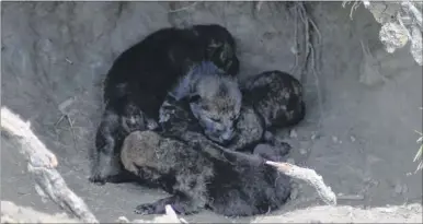  ??  ?? Wingham Wildlife Park has welcomed its first-ever European wolf pups